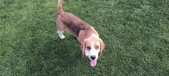 Beagle