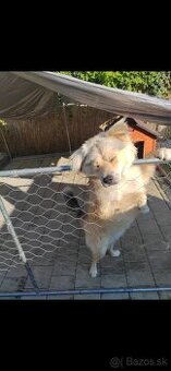 Akita inu