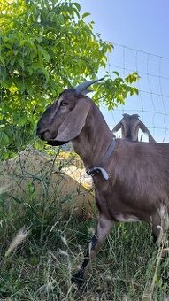 Anglonub.kozy a capko