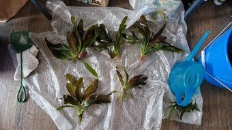 Predám Echinodorus hot pepper