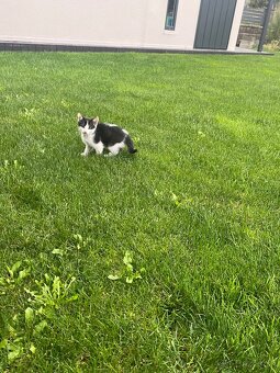 Maciatka