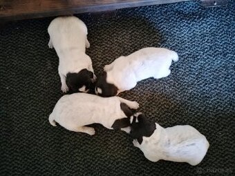 Český fúzač šteniatka