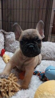 Francúzsky buldoček šteniatka s PP