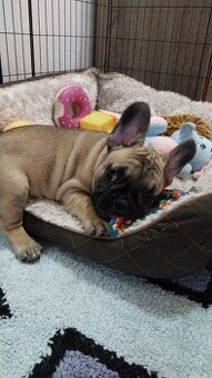 Francúzsky buldoček šteniatka s PP