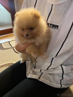 Pomeranian