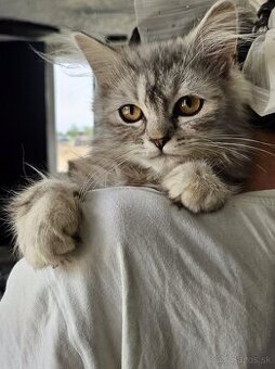 Perzske ragdoll maciatka