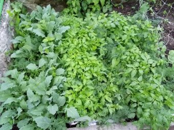 Planty kaleráb 0.30€ paradajky 0.50 €