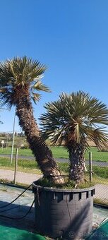 Palmy, Trithrinax Campestris, Jubea Chilensis