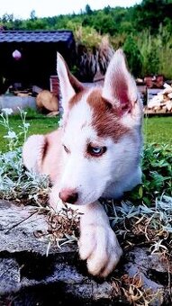 Sibírsky husky hasky