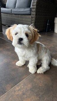 Čistokrvné Shih-tzu s PP