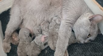 Britské lilave mačiatka