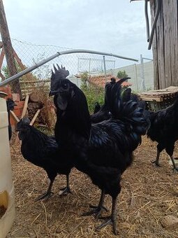 Ayam cemani