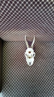 Predám trofej neznaceneho srnca. Parožie zhody trofeje.