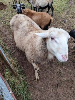 Baran Valaška 8 mesiacov - 1