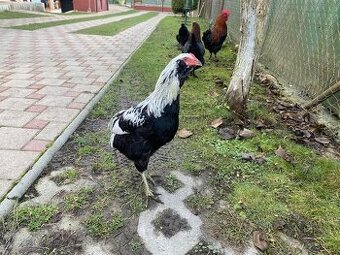 Striebrokrký araucana/araukana kohut na predaj.