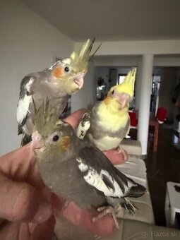 Korely Maznačikovia ručne dokrmene