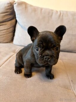 Francúzsky buldoček