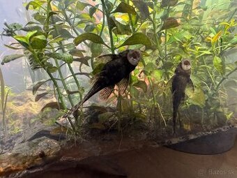 Prísavník obyčajný 4-5 cm - Ancistrus