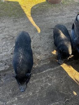 Predám vietnamske prasatá