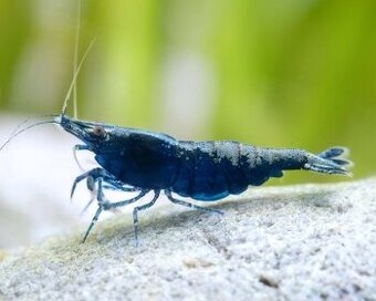 Neokardinia  krevetky