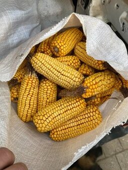 predam klasovu kuku-ricu