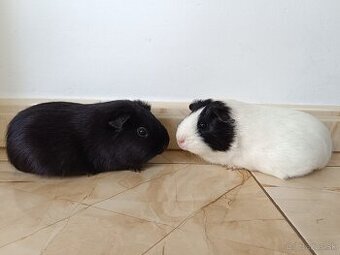 Morčatá,morské prasiatka