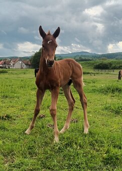 Quarter horse