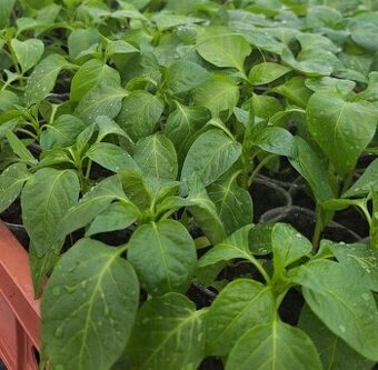 Priesady planty sadenice