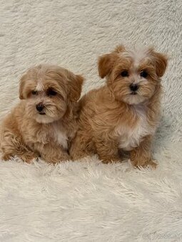 Maltipoo