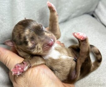 Yorkshire Terrier s PP