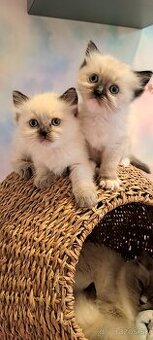 Ragdoll mačiatka