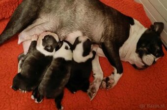 Boston,Bostonský teriér,Boston Terrier s PP