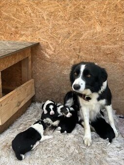 Predám šteniatka border kólie
