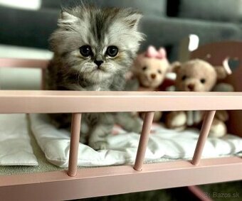 Rozkošný perzský kocúrik hľadá nový domov