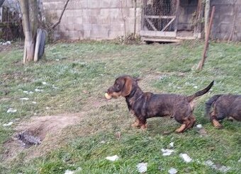 jazvečík hrubosrstý - šteniatka s PP psík