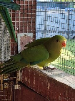 Papagáj nádherný-Baraband
bez kružka,,jar 2024