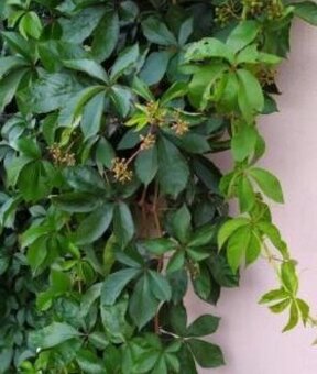 Pavinic patlalocny sadenice na predaj