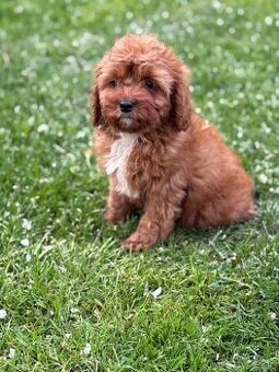 Cavapoo