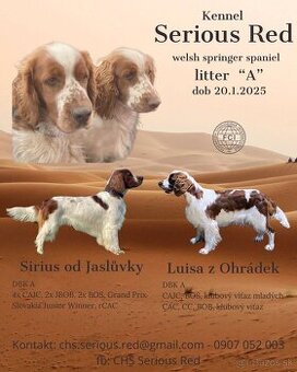 Welsh springer spaniel WSS šteniatka