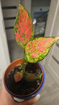 Aglaonema anyamanee