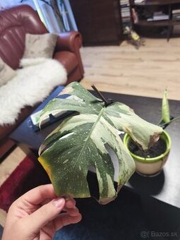 Monstera thai