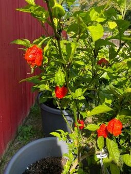 Darujem Carolina Reaper