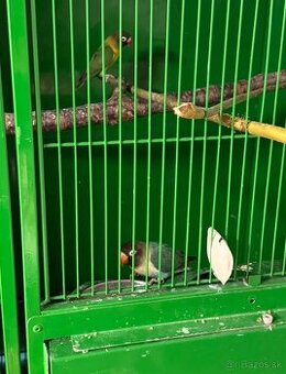 Agapornis škraboškovitý