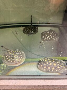 Potamotrygon Black Diamond