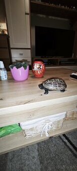 predam akvárium+korytnačka ZADARMO