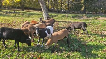 Predám kamerunskú jahňacinu