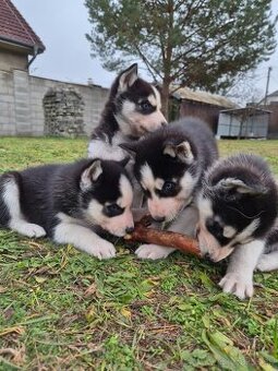 Sibírsky husky – šteniatka na predaj