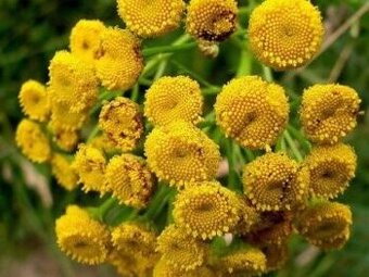 Vratič obyčajný /Tanacetum