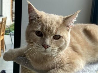 Britská Krémová REZERVOVANE