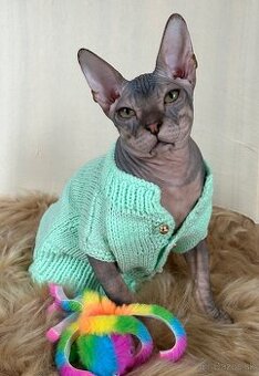 Don Sphynx PP